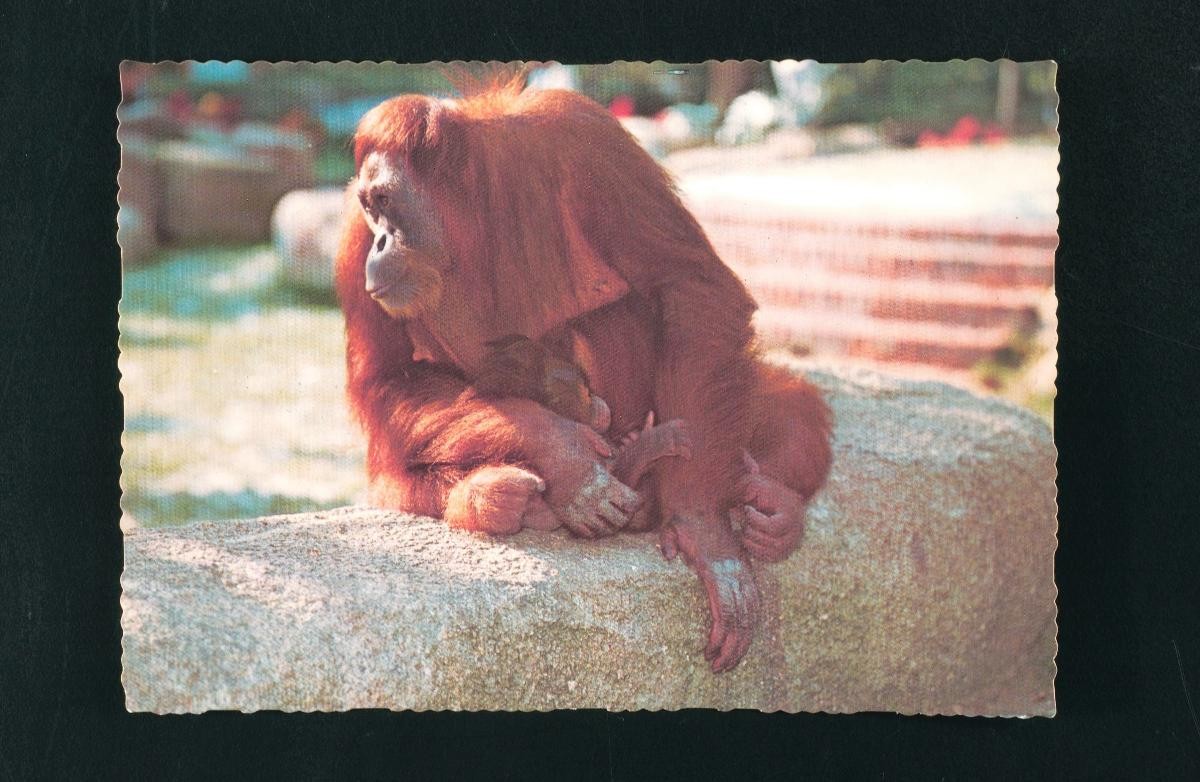 Ah Meng, the female orang utan, with her baby born at the Singapore Zoo