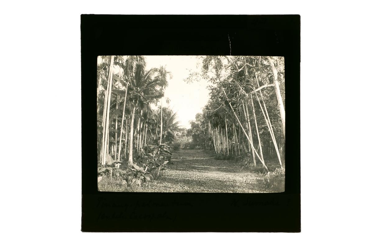A glass lantern slide depicting a view of a garden