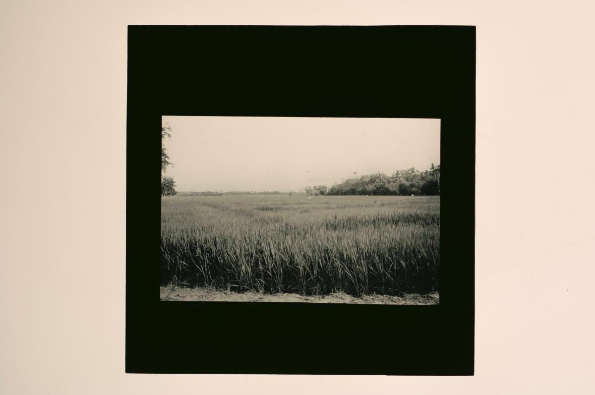 A glass lantern slide depicting an agricultural landscape