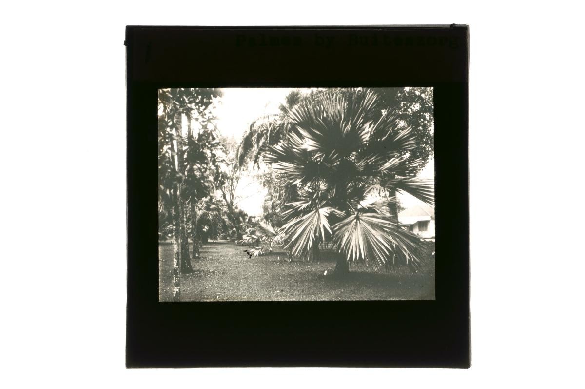A glass lantern slide depicting a garden