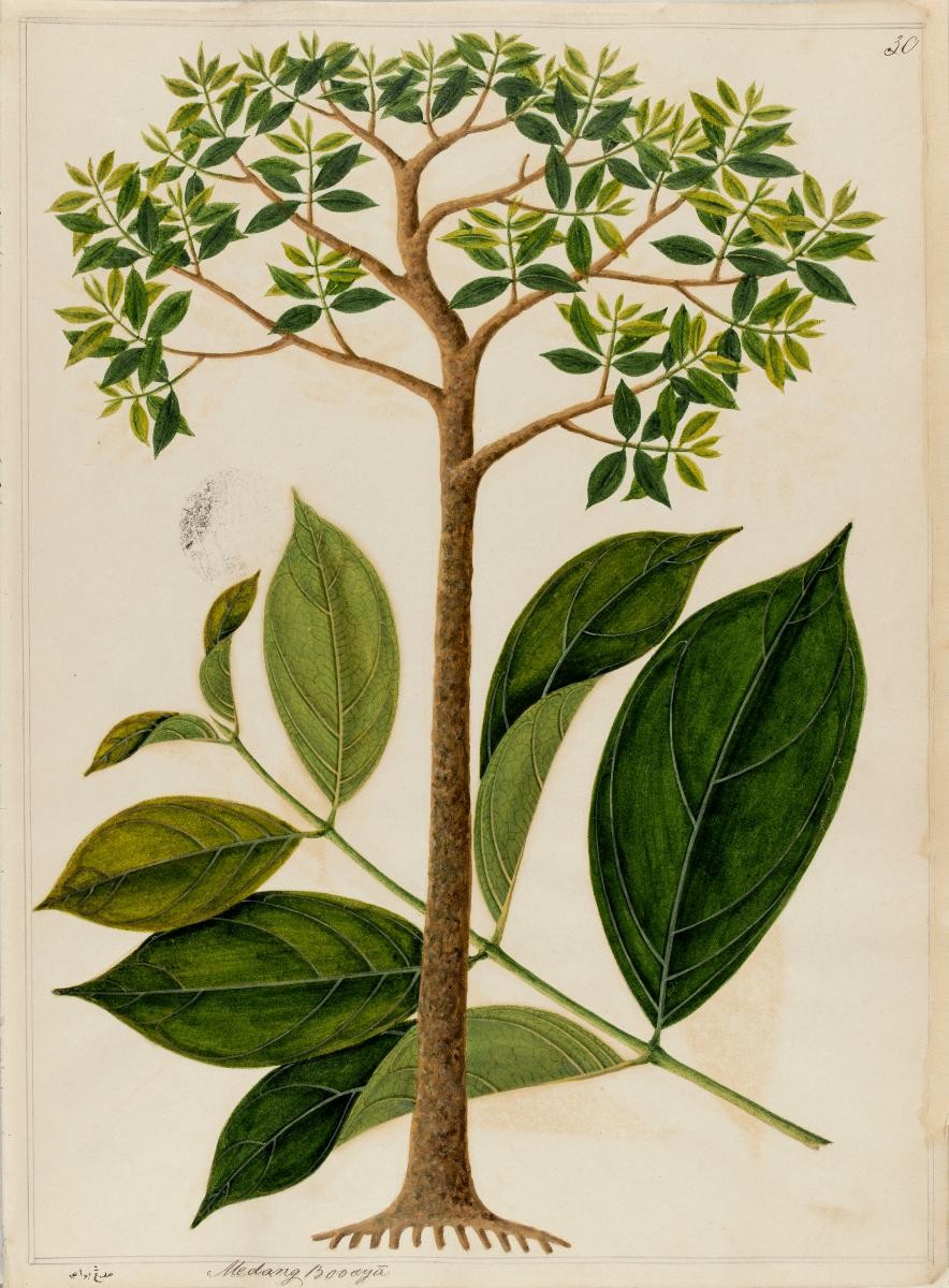 'Medang Booaya' or 'Medang Buaya', William Farquhar Collection of Natural History Drawings