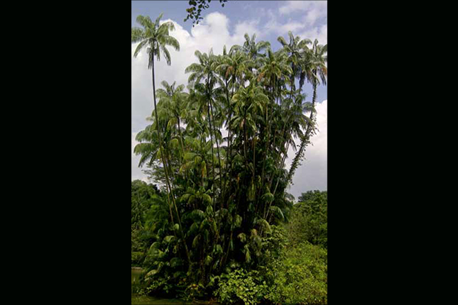 the singapore botanic gardens a living and growing heritage 13