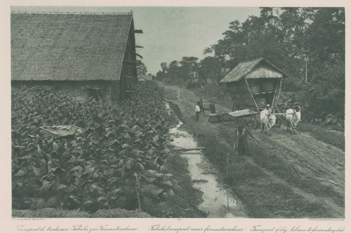 Coolies transporting dry tobacco to fermenting sheds