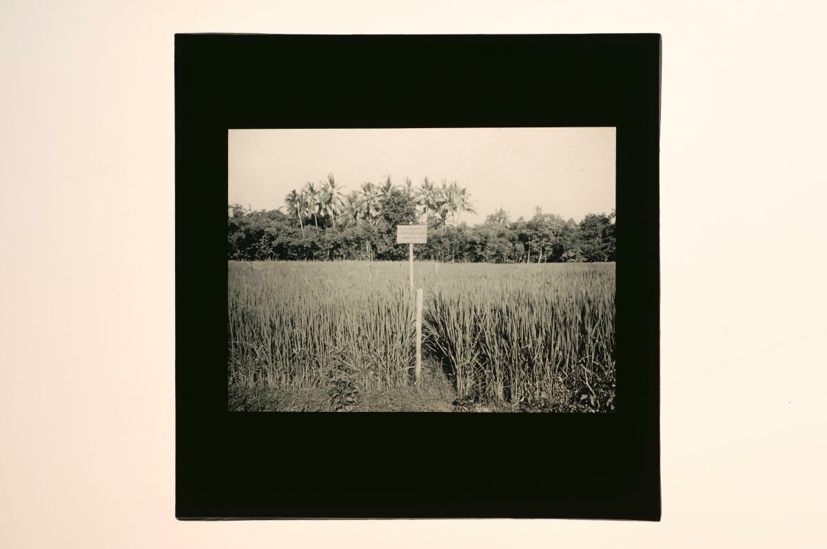 A glass lantern slide depicting an agricultural landscape