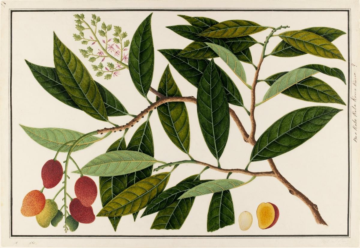 Rawa Fruit, William Farquhar Collection of Natural History Drawings