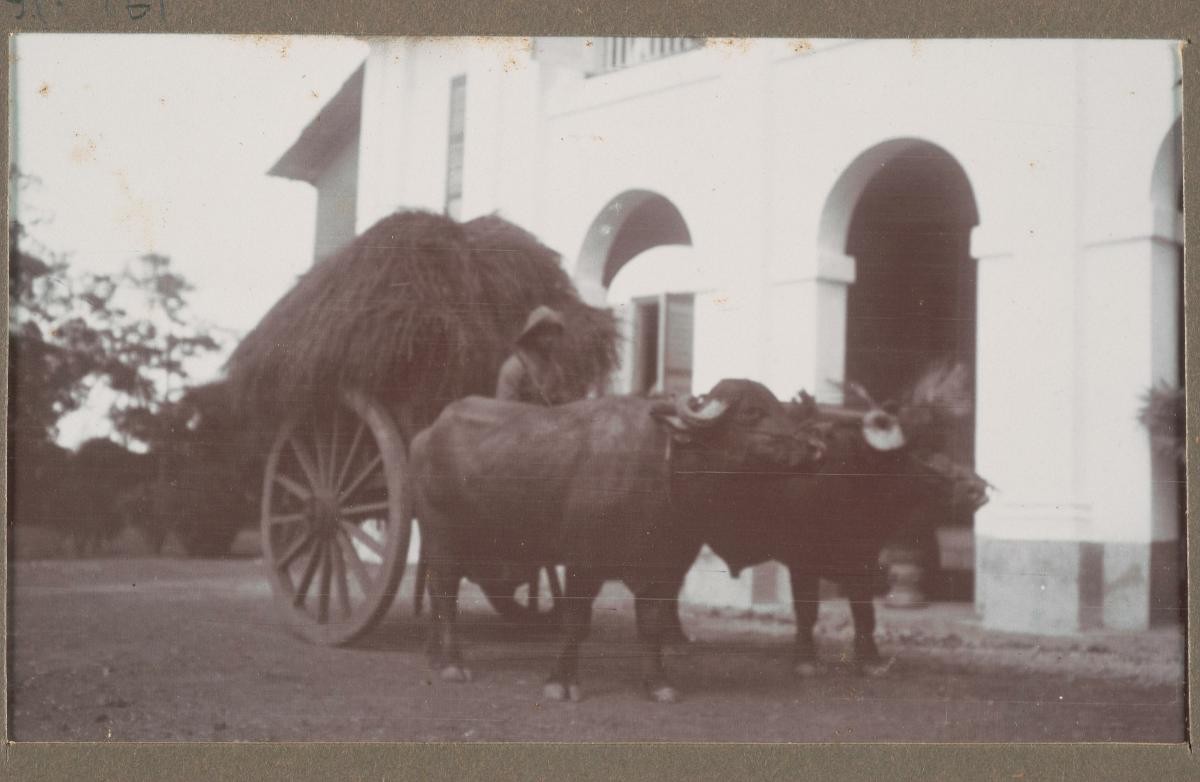 Bullock cart in front of Ardmore House