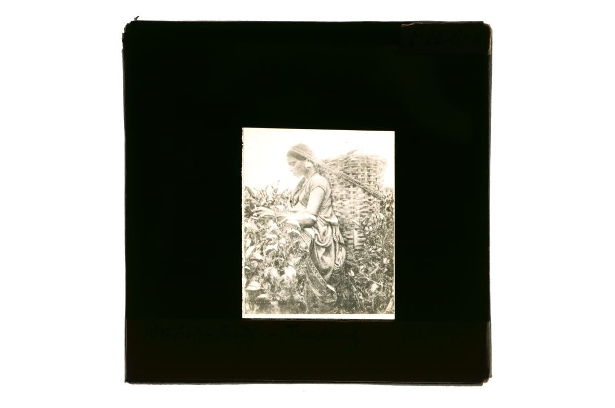 A glass lantern slide depicting a female agricultural worker