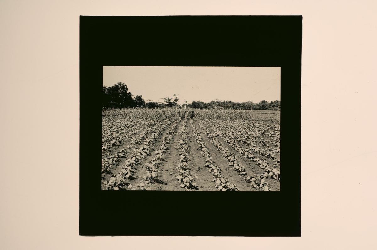 A glass lantern slide depicting an agricultural landscape
