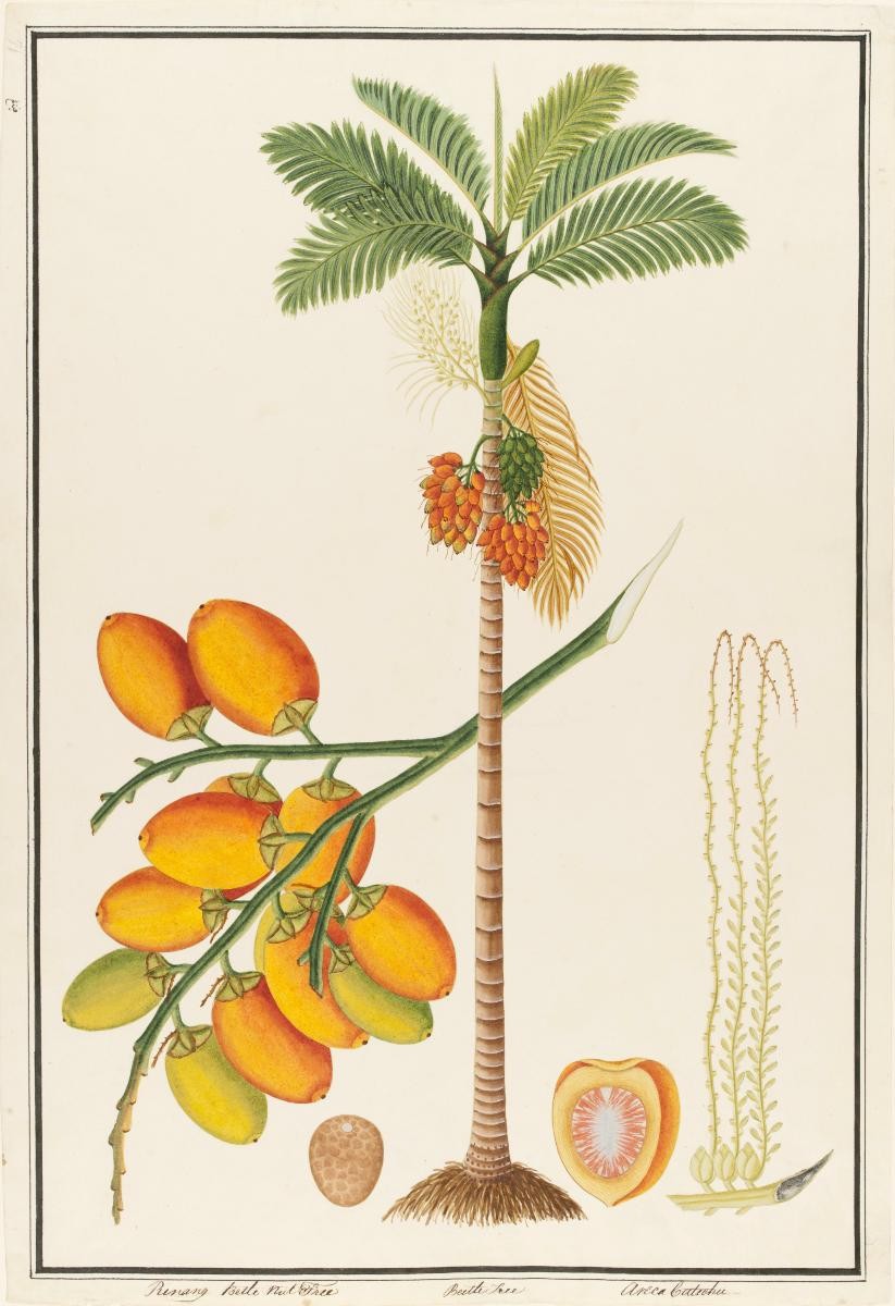 Areca Nut Palm, William Farquhar Collection of Natural History Drawings