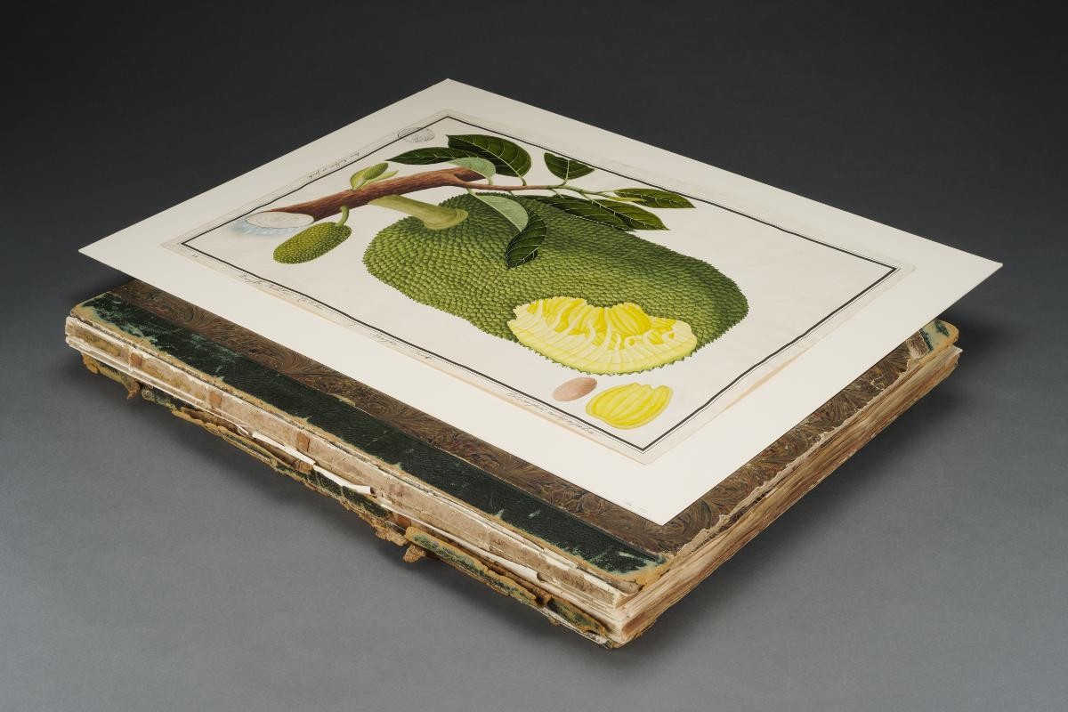 Jackfruit, William Farquhar Collection of Natural History Drawings