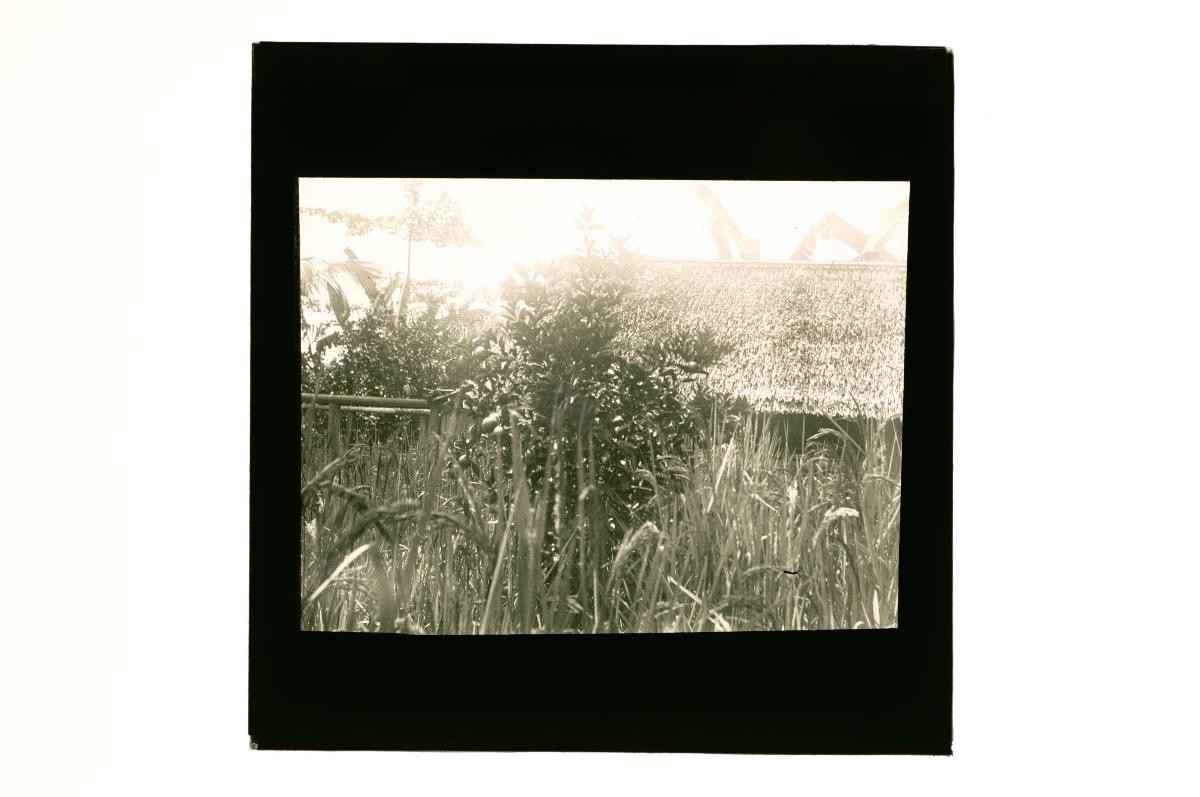 A glass lantern slide depicting a view of a nursery