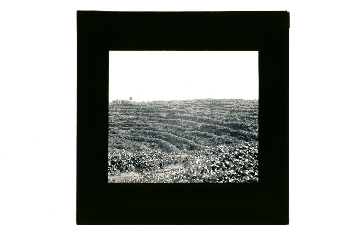 A glass lantern slide depicting a landscape scene