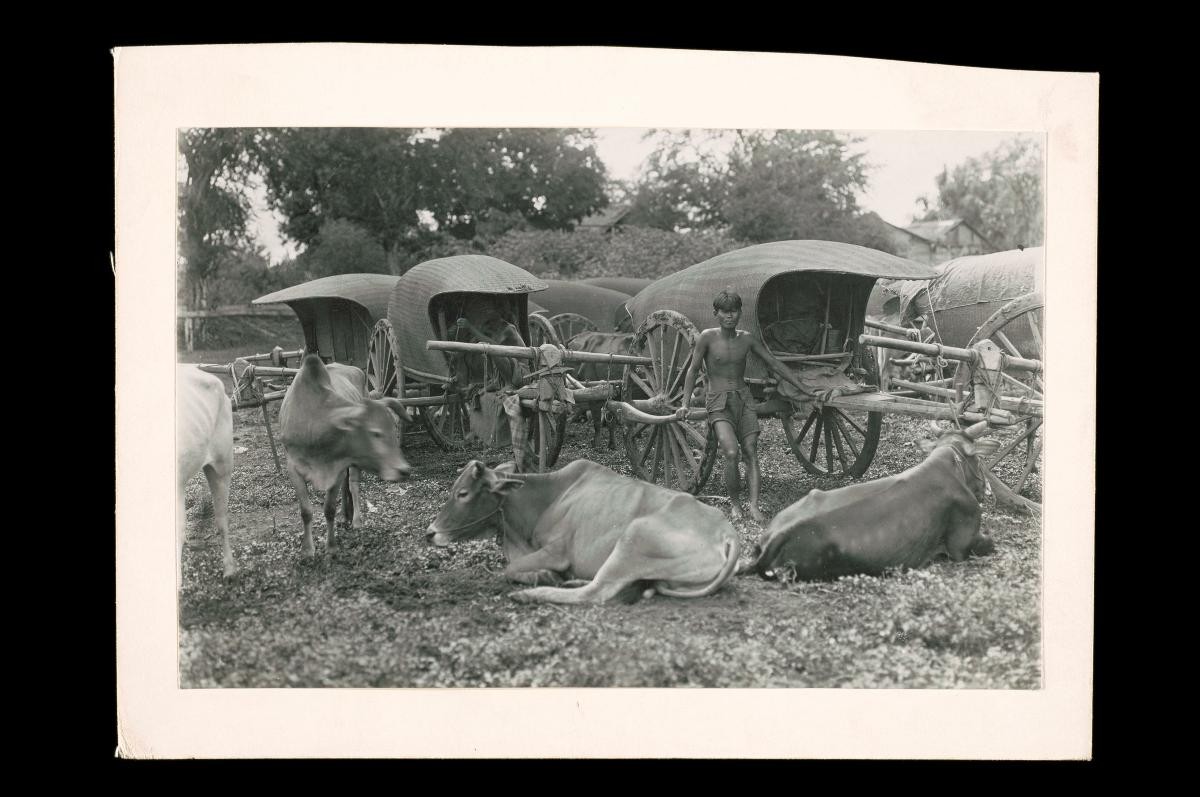 Bullock carts
