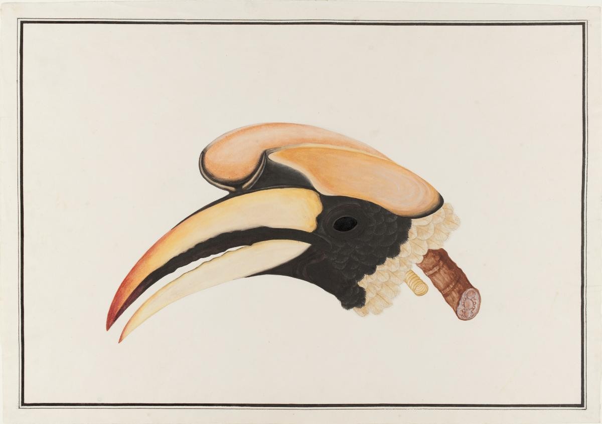 Great Hornbill, William Farquhar Collection of Natural History Drawings
