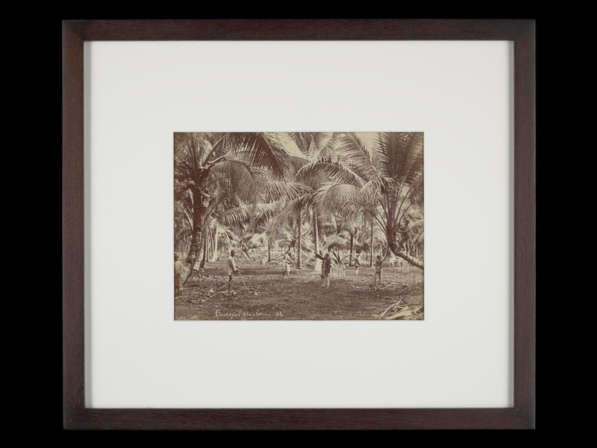 The coconut plantation on the east coast