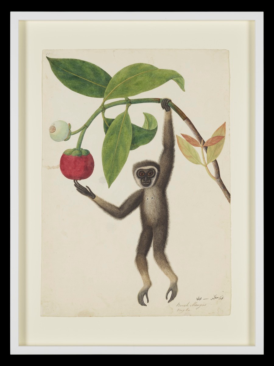 Dark-handed Gibbon, William Farquhar Collection of Natural History Drawings