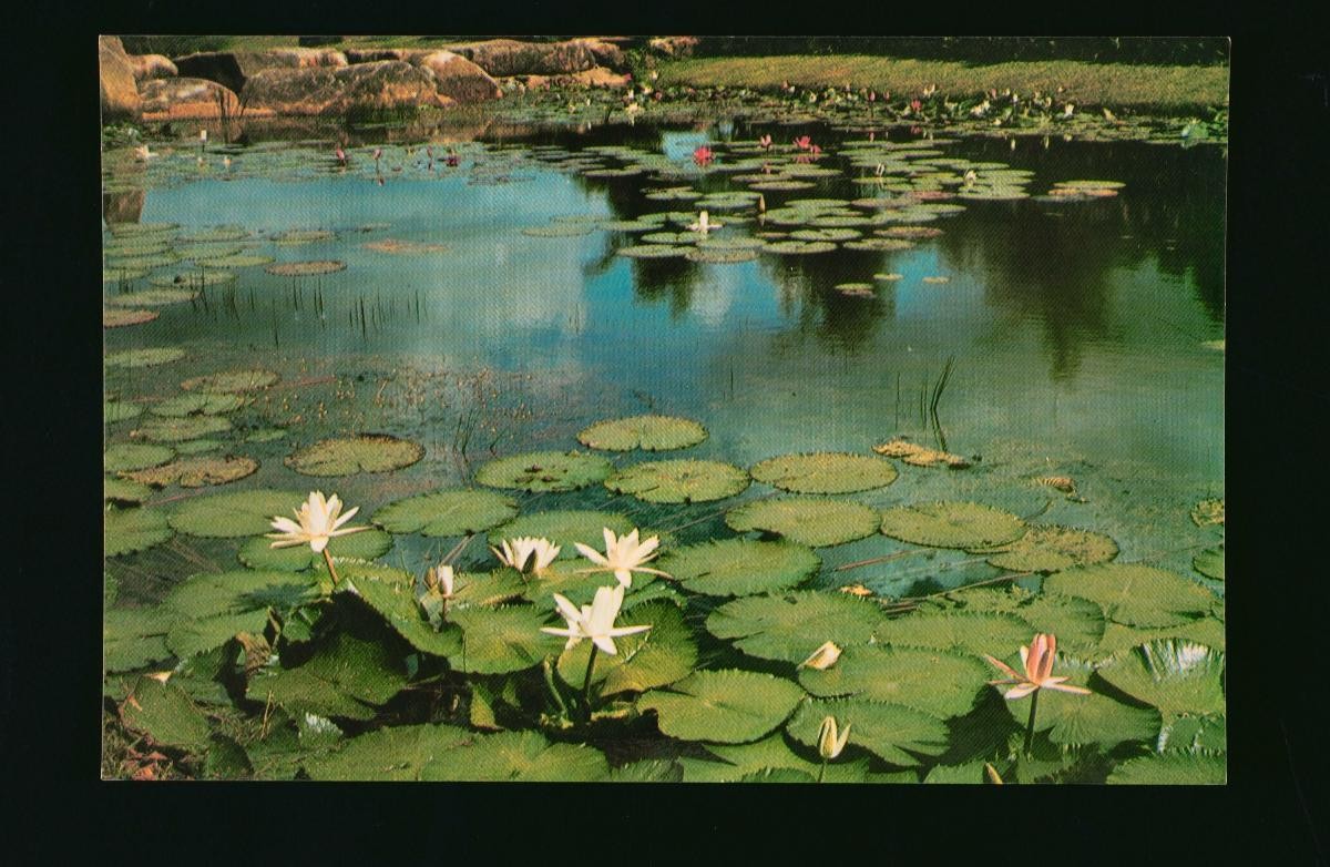 A lily pond at the Chinese Garden