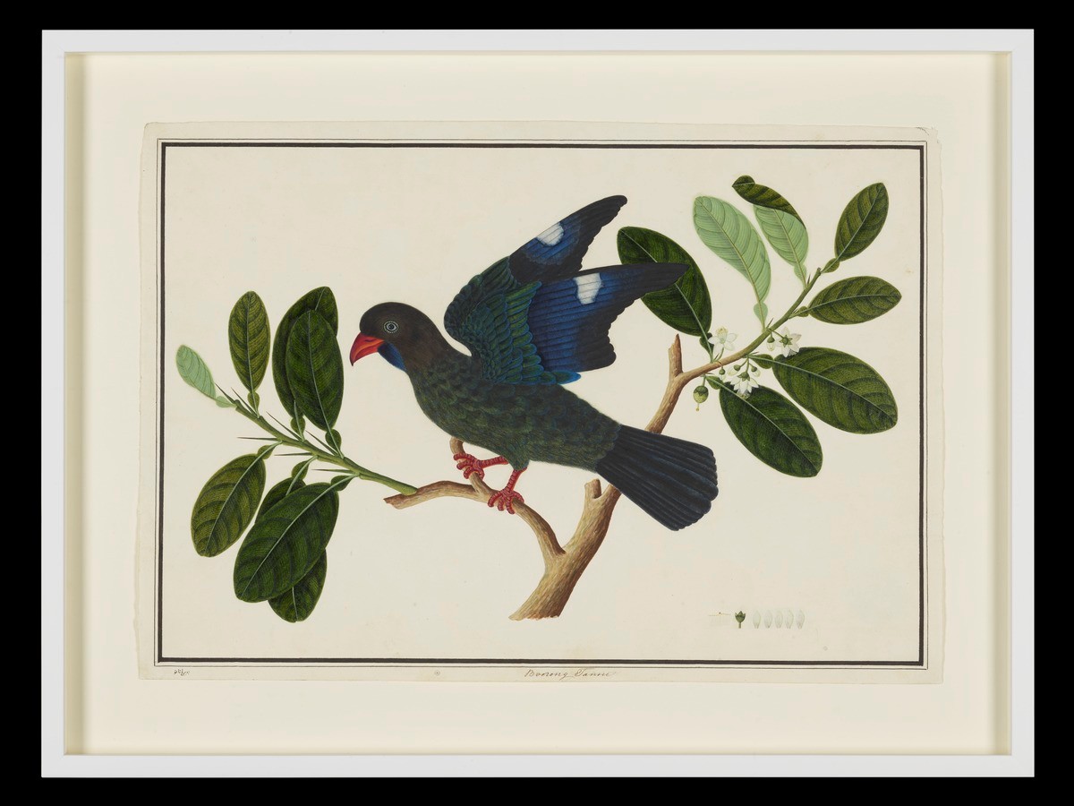 Dollar Bird, William Farquhar Collection of Natural History Drawings
