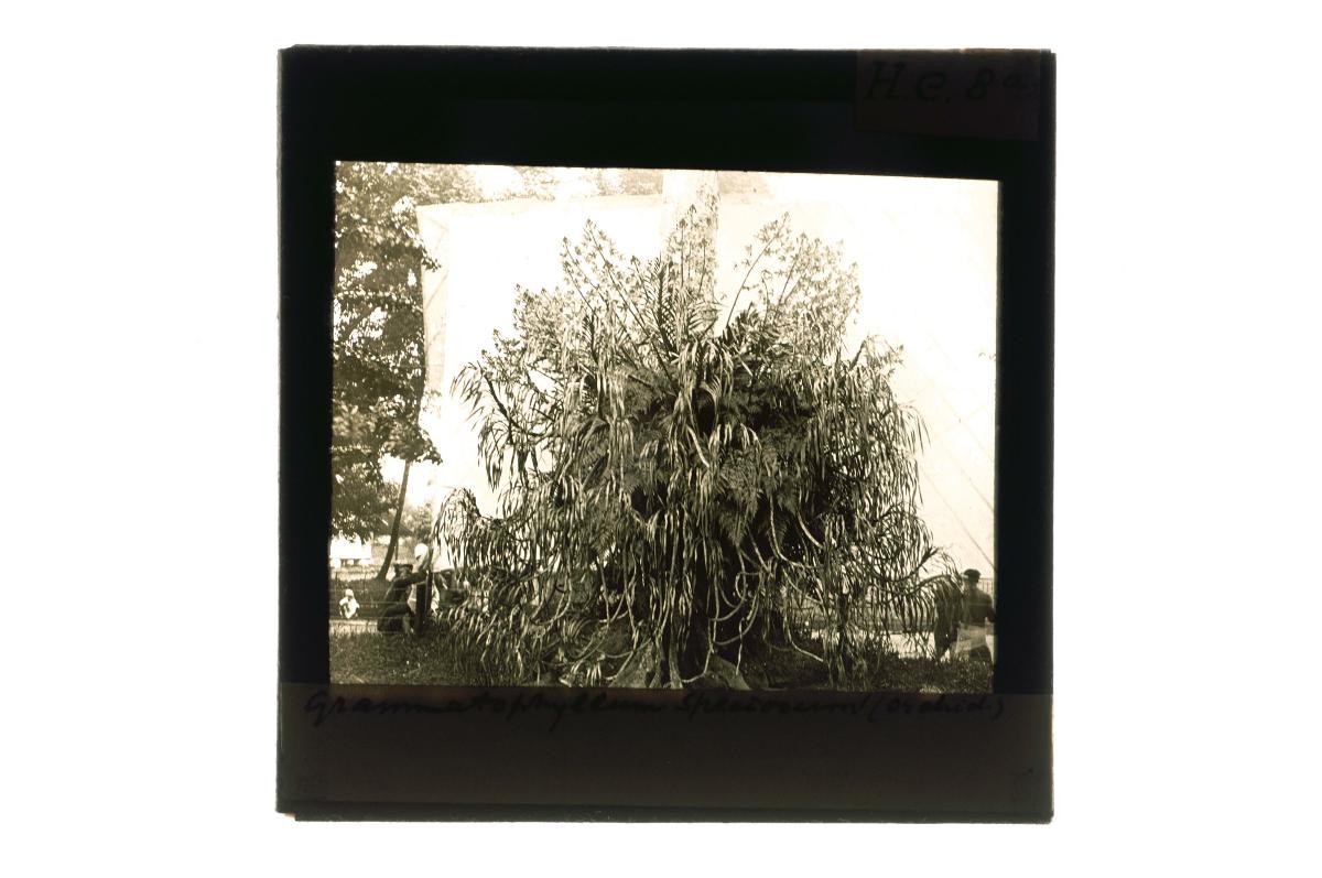 A glass lantern slide depicting a view of a tree