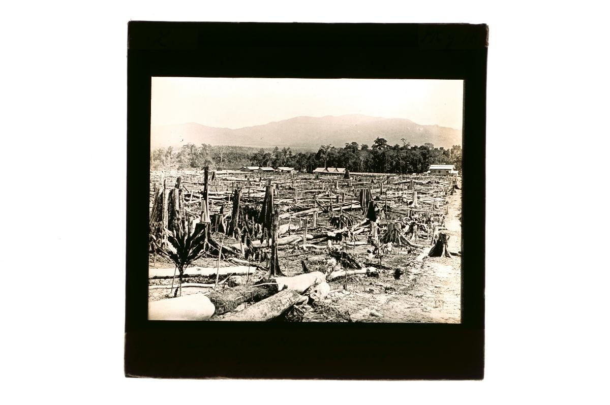 A glass lantern slide depicting land clearance