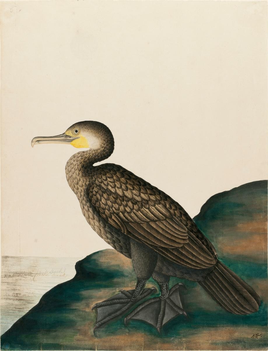 Great cormorant, William Farquhar Collection of Natural History Drawings