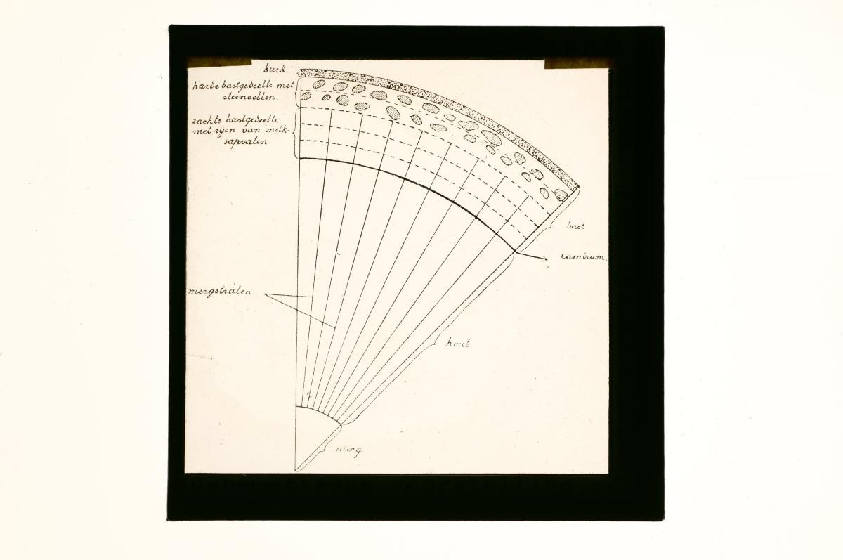 A glass lantern slide depicting a drawing of a stem cell