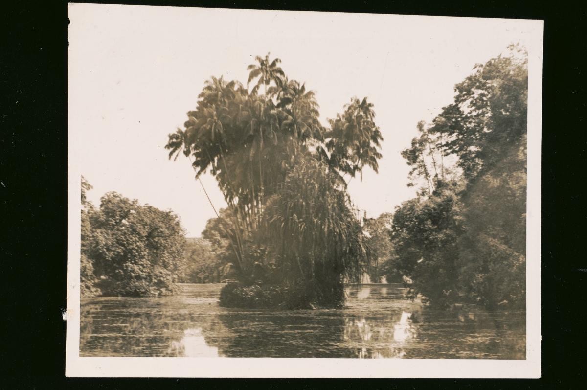 Trees surrounding a lake