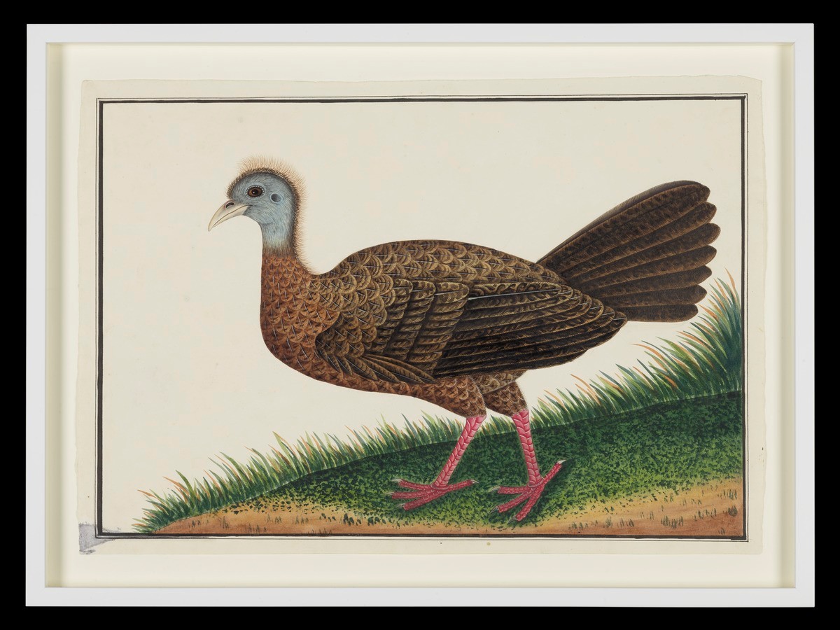 Great Argus Pheasant, William Farquhar Collection of Natural History Drawings