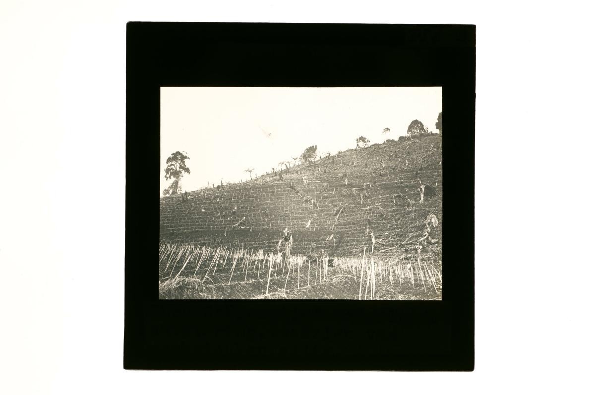 A glass lantern slide depicting an agricultural landscape