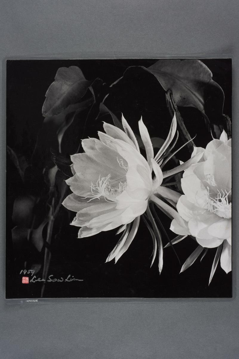 Blossoming