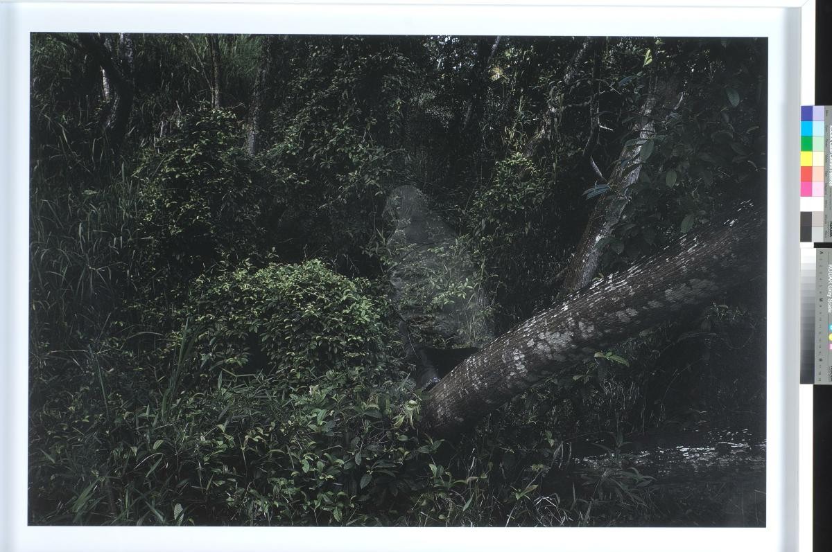 The Blind- Taiheiyo Evergreen Forest