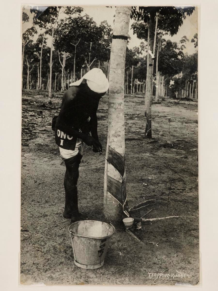 Indian rubber tapper in Seletar