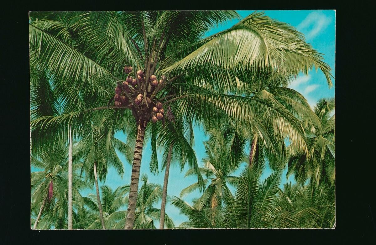 A coconut plantation at Changi