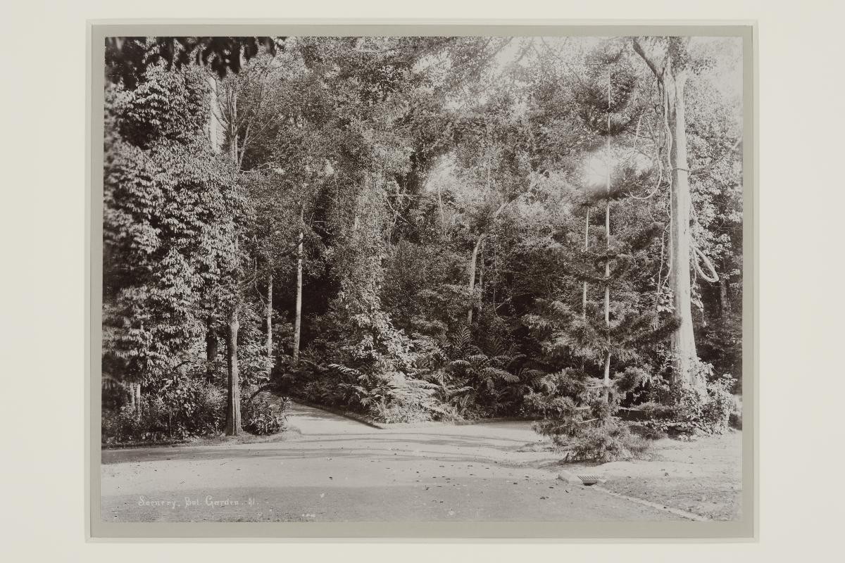 The Singapore Botanic Gardens