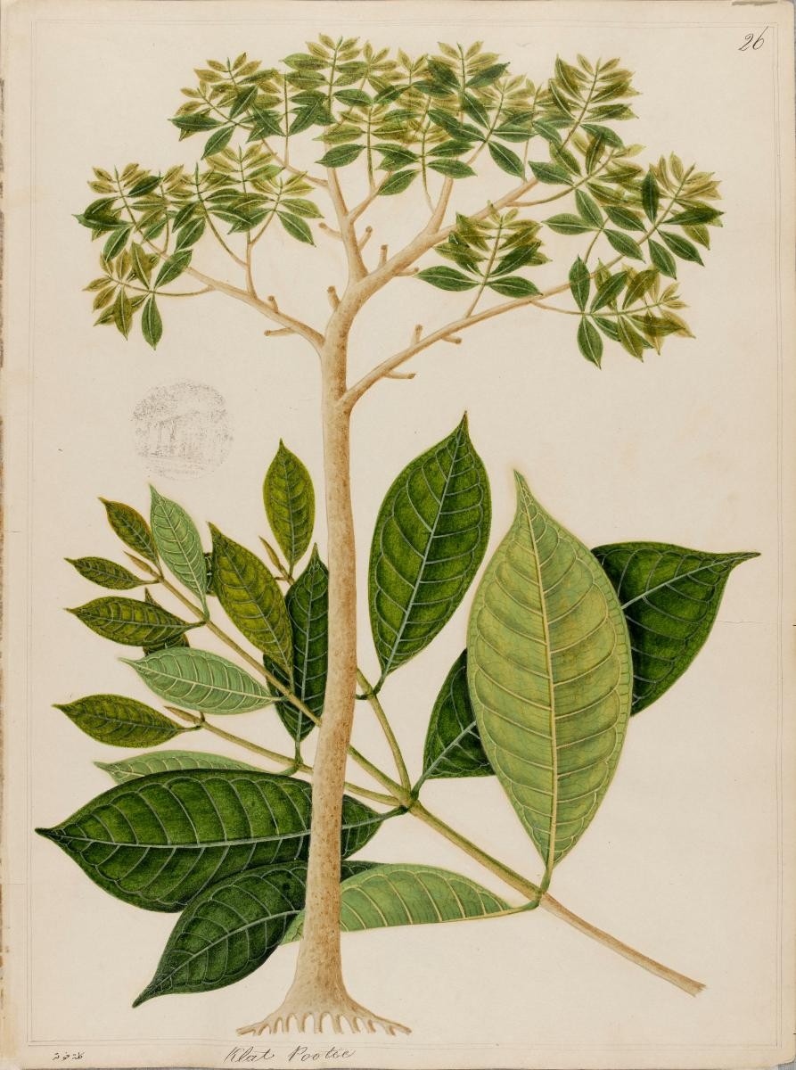 White Kelat, William Farquhar Collection of Natural History Drawings