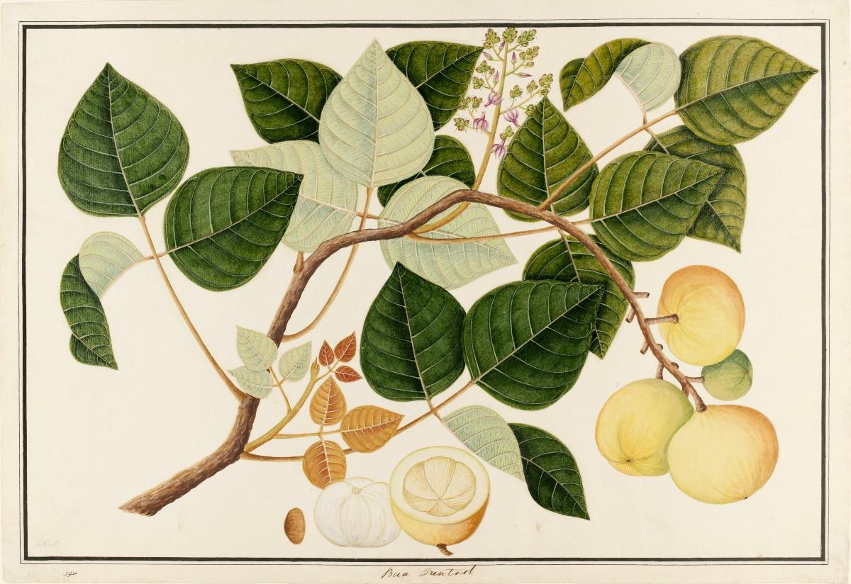 'Bua Trentool' or 'Setial' or 'Sentul', William Farquhar Collection of Natural History Drawings
