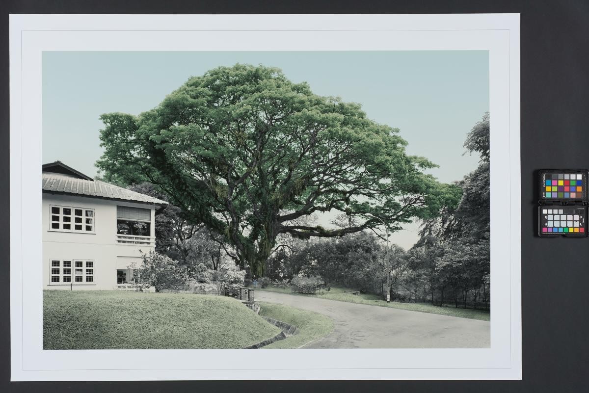 Raintree, Jalan Hang Jebat