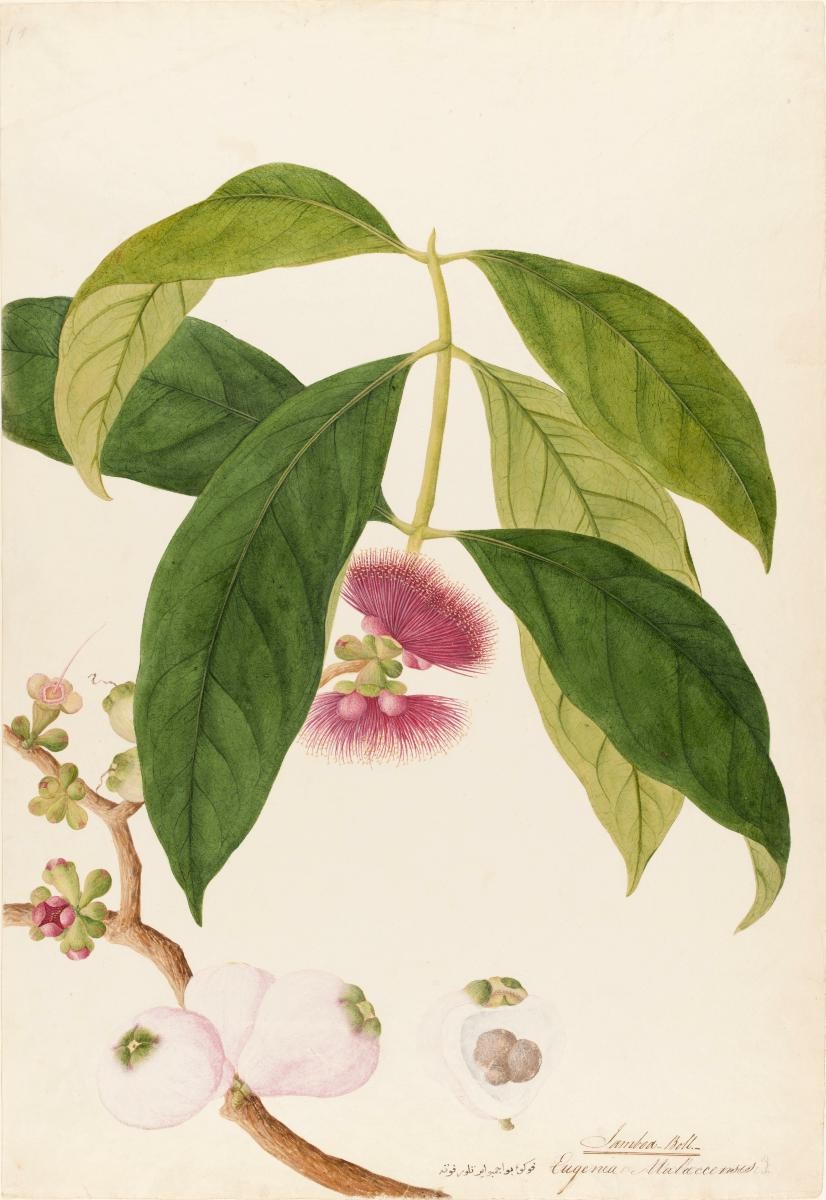 Malay Apple, William Farquhar Collection of Natural History Drawings
