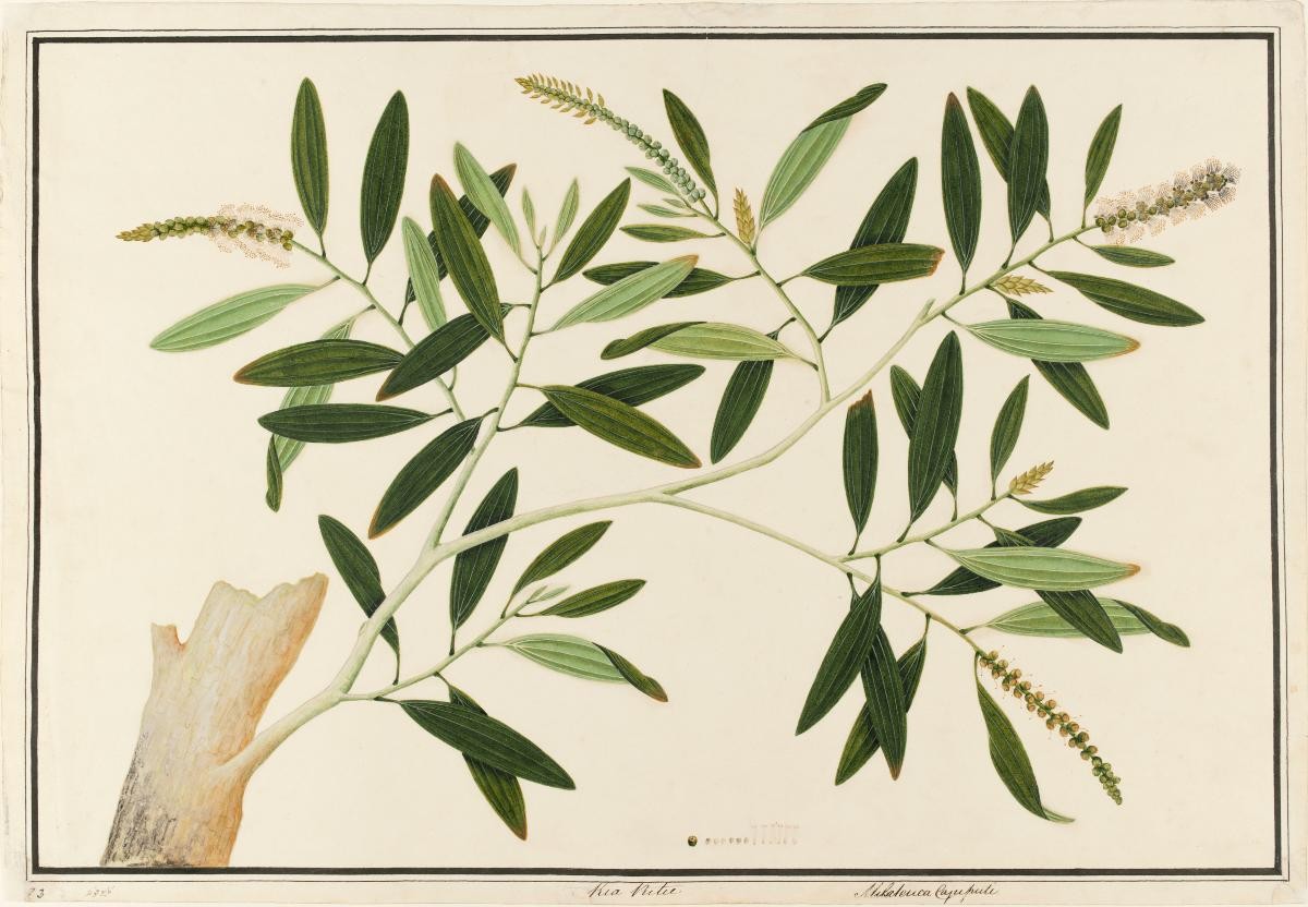 Gelam Tree, William Farquhar Collection of Natural History Drawings