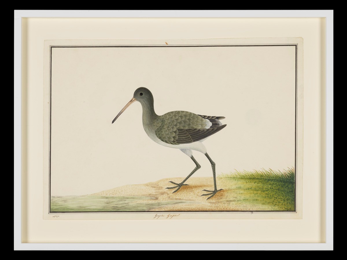 Black Tailed Godwit, William Farquhar Collection of Natural History Drawings