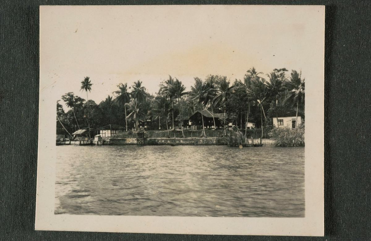 View of coconut trees by the river