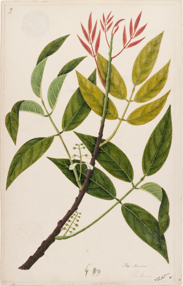 Mangrove Tuba, William Farquhar Collection of Natural History Drawings