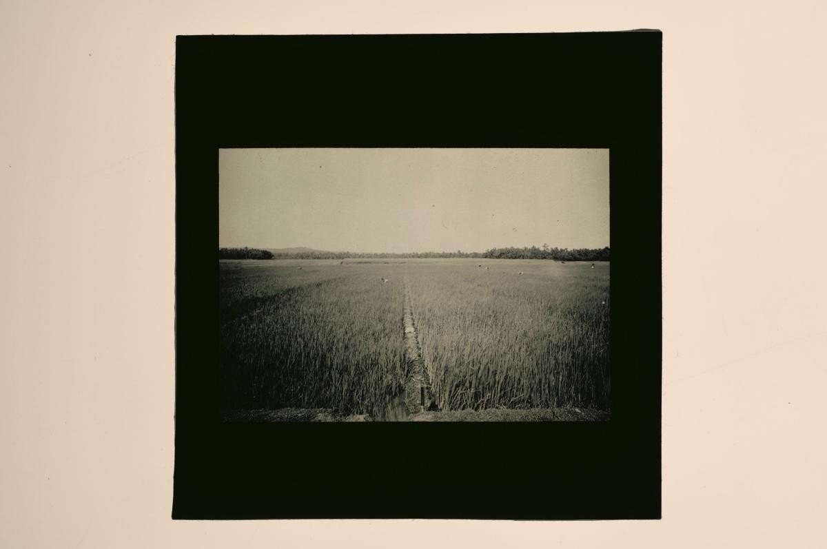 A glass lantern slide depicting an agricultural landscape