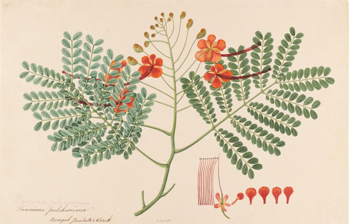 Peacock Flower, William Farquhar Collection of Natural History Drawings