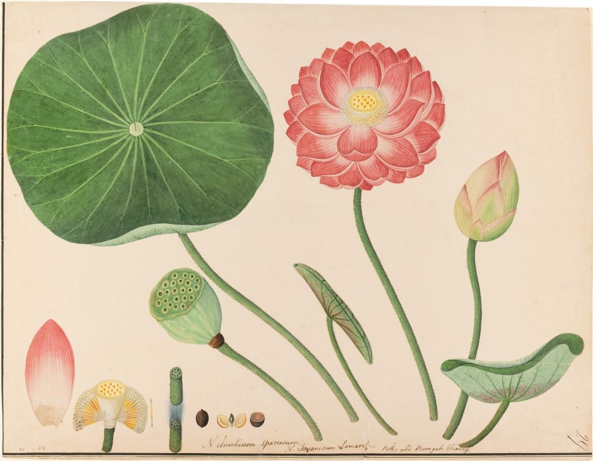 Sacred Lotus, William Farquhar Collection of Natural History Drawings
