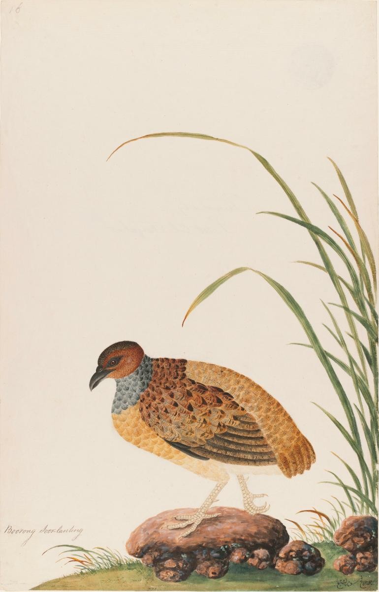 Long-billed Partridge, William Farquhar Collection of Natural History Drawings