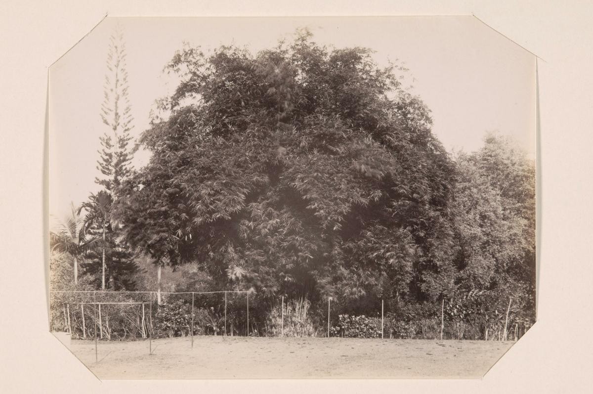 Bamboos at Spring Grove