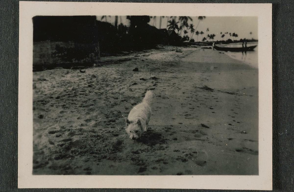 Pet dog of a British policeman posted to Singapore during the Malayan Emergency