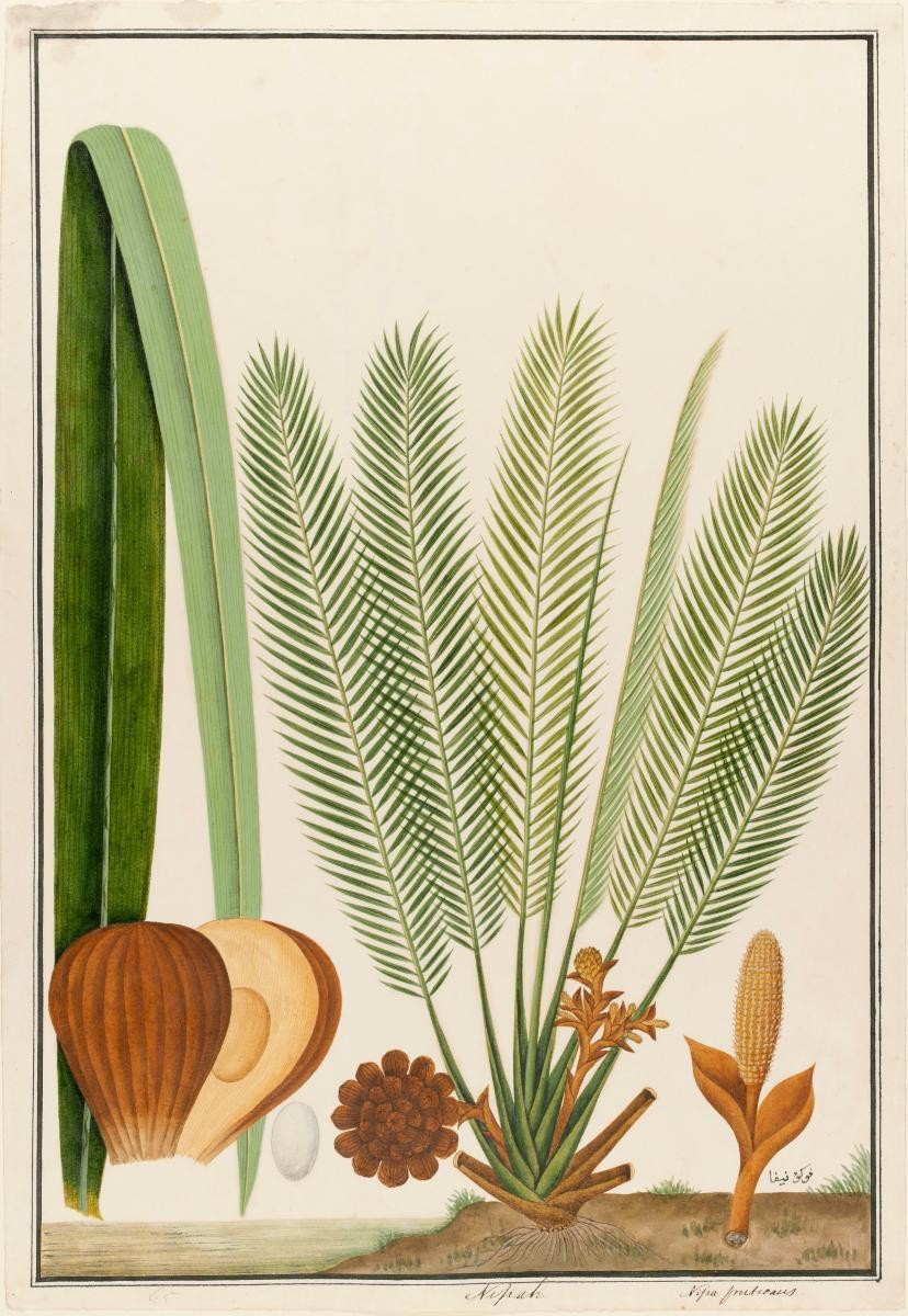 Nipa Palm, William Farquhar Collection of Natural History Drawings