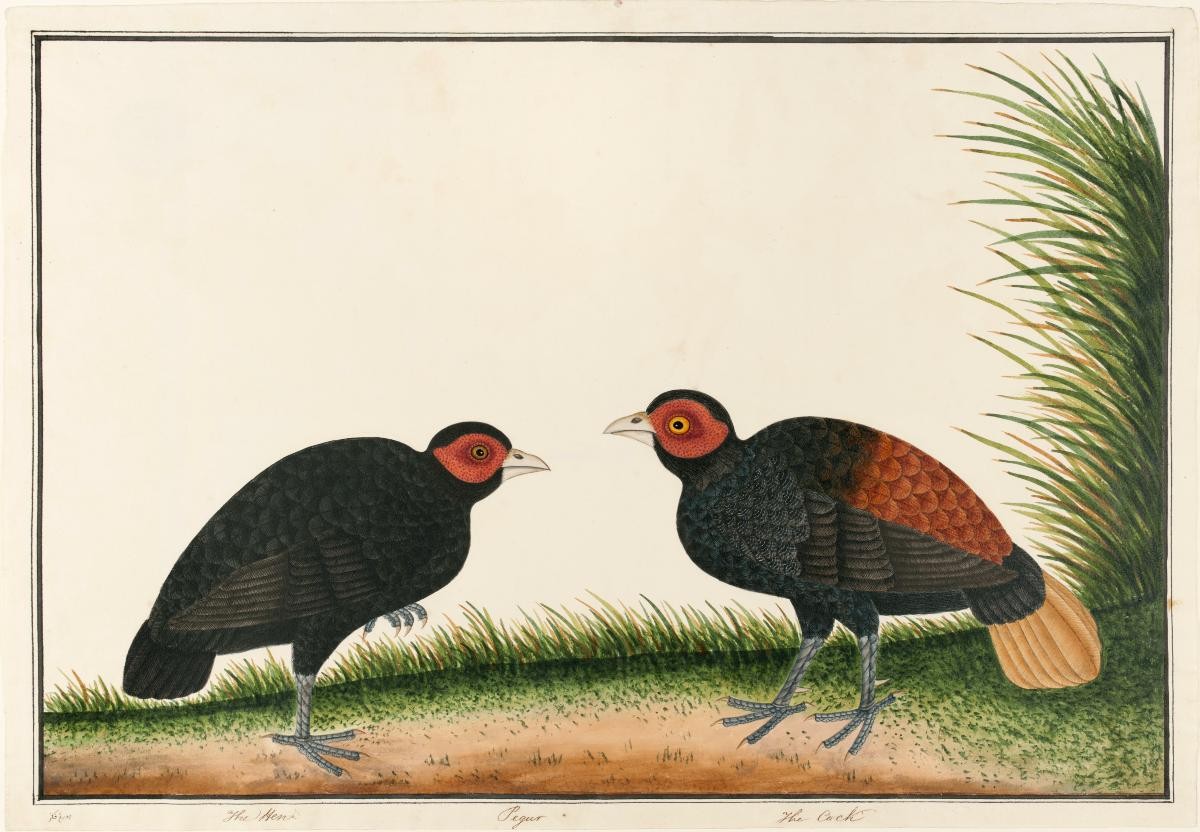 Crestless Fireback Pheasant, William Farquhar Collection of Natural History Drawings